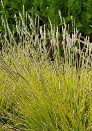 SESLERIA autumnalis